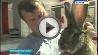 Бизнес план по разведению кроликов Бизнес план по разведению кроликов