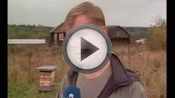 Как заработать на пасеке? Как заработать на пасеке?