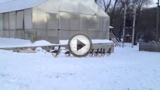 Выращивание гусей как бизнес Выращивание гусей как бизнес