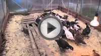 Выращивание уток Выращивание уток