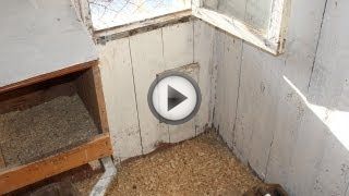 Выращивание кур в домашних условиях для начинающих предпринимателей Выращивание кур в домашних условиях для начинающих предпринимателей