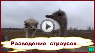 Насколько выгодно выращивать страусов в России? Насколько выгодно выращивать страусов в России?