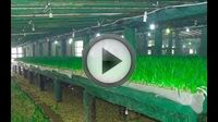 Организация тепличного бизнеса Организация тепличного бизнеса
