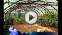 Организация тепличного бизнеса Организация тепличного бизнеса