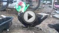 Выращивание уток Выращивание уток