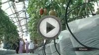 Организация тепличного бизнеса Организация тепличного бизнеса