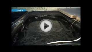 Разведение рыбы как бизнес Разведение рыбы как бизнес