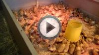 Выращивание уток Выращивание уток