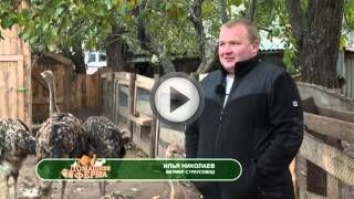 Насколько выгодно выращивать страусов в России? Насколько выгодно выращивать страусов в России?