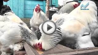 Выращивание кур в домашних условиях для начинающих предпринимателей Выращивание кур в домашних условиях для начинающих предпринимателей