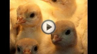 Выращивание индюков в промышленных и домашних условиях Выращивание индюков в промышленных и домашних условиях