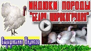 Выращивание индюков в промышленных и домашних условиях Выращивание индюков в промышленных и домашних условиях