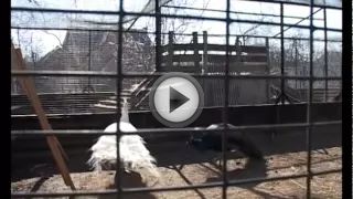 Разведение и содержание фазанов в домашних условиях Разведение и содержание фазанов в домашних условиях