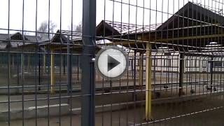 Разведение и содержание фазанов в домашних условиях Разведение и содержание фазанов в домашних условиях