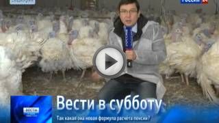 Выращивание индюков в промышленных и домашних условиях Выращивание индюков в промышленных и домашних условиях