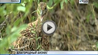 Разведение и содержание фазанов в домашних условиях Разведение и содержание фазанов в домашних условиях