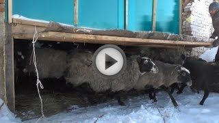Овцеводство как бизнес для начинающего фермера Овцеводство как бизнес для начинающего фермера