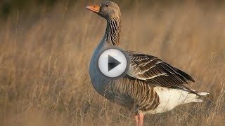 Выращивание гусей как бизнес Выращивание гусей как бизнес