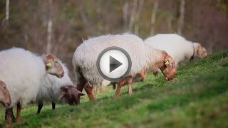 Овцеводство как бизнес для начинающего фермера Овцеводство как бизнес для начинающего фермера