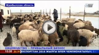 Овцеводство как бизнес для начинающего фермера Овцеводство как бизнес для начинающего фермера